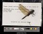 Tramea continentalis
