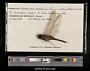 Tramea insularis