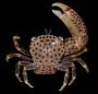 Trapezia intermedia