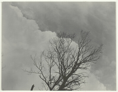Tree Set 3