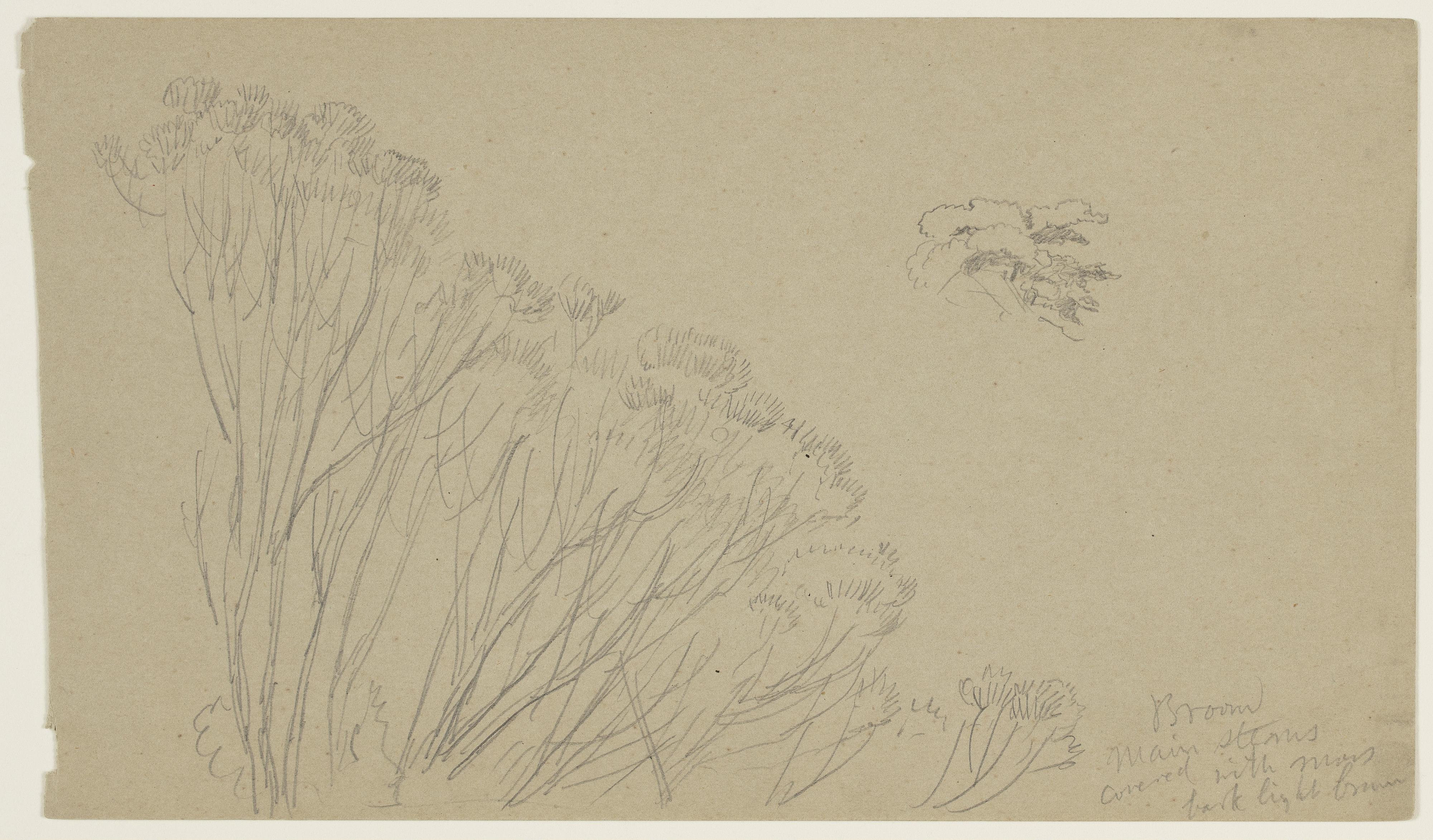 Tree Sketches
