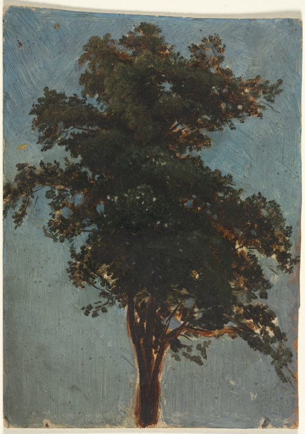 Tree Study