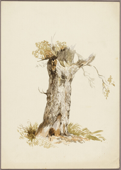 Tree Trunk I