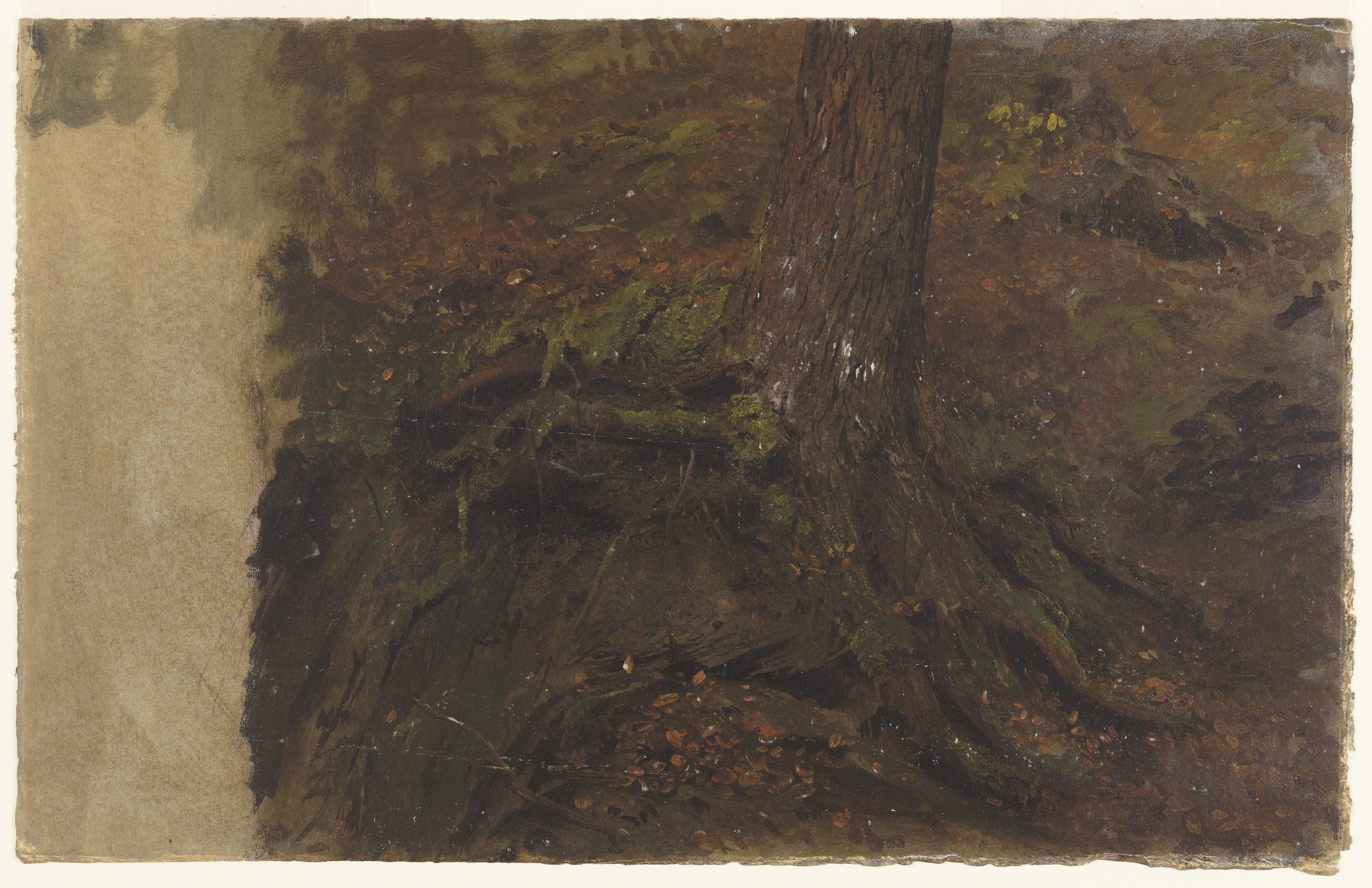 Tree Trunk with Roots