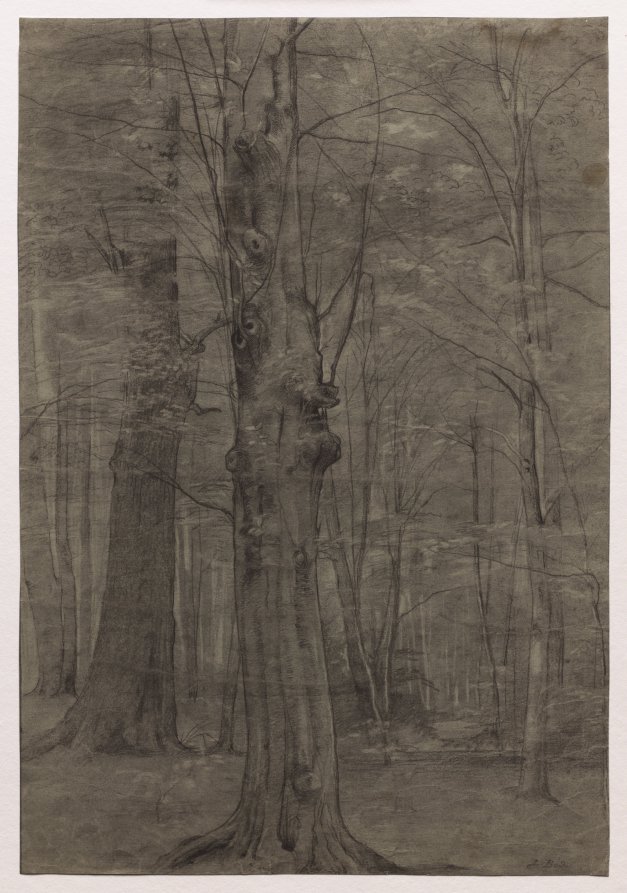 Trees