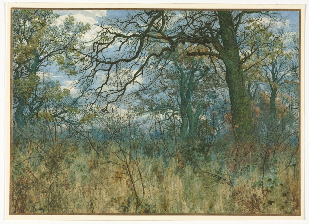 Trees and Undergrowth