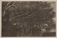 Trees Overhanging a Pond