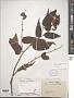 Trema micranthum (L.) Blume