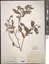 Trema timorensis Blume