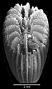 Trematotrochus alternans