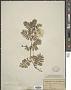 Tribulus cistoides L.