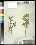 Tribulus cistoides L.