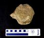 Triceratops sp