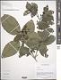 Trichocladus crinitus Pers.