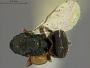 Trichoglenes occidentalis