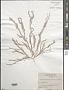 Trichogloea lubrica J. Agardh