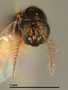 Trichomasthus nubilipennis