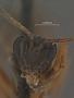 Trichorcryptus atlanticus