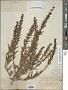 Trichostema lanceolatum Benth.