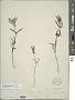 Trichostema micranthum A. Gray