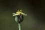 Tridax procumbens L.