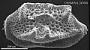 Triebelina sp.