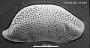 Triebelina sp.