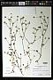 Trifolium microdon Hook. & Arn.