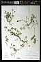 Trifolium microdon Hook. & Arn.