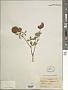 Trifolium reflexum L.
