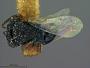 Trigonogastra hakonensis