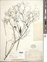 Trigonospermum adenostemmoides Less.