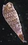 Triphoridae