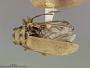 Trirhabda schwarzi