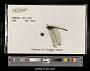 Trithemis atra grouti