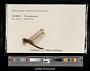 Trithemis aurora