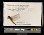 Trithemis aurora