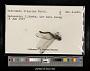 Trithemis lilacina