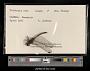 Trithemis risi