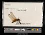Trithemis sp.