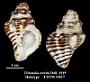 Tritonalia turrita