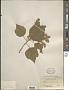 Triumfetta arborescens (Seem.) Sprague
