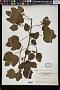 Triumfetta procumbens G. Forst.