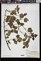 Triumfetta procumbens G. Forst.