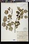 Triumfetta procumbens G. Forst.