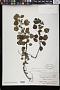 Triumfetta procumbens G. Forst.