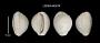 Trivia juliae Dolin