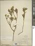 Trixis angustifolia DC.