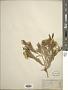 Trixis californica Kellogg