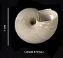 Trochidae